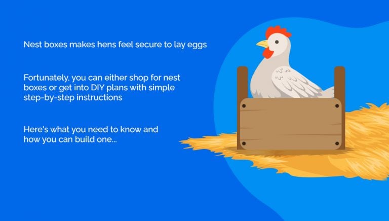 The Missing Trick to Perfect Chicken Nesting Boxes Every Time