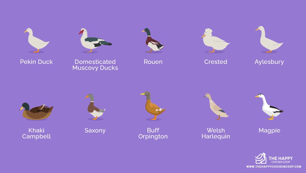 Domesticated Duck Breeds