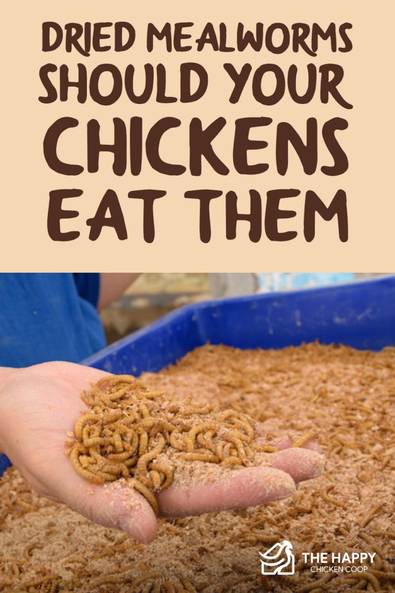 Dried Mealworms Should Your Chickens Eat Them? The Happy Chicken Coop