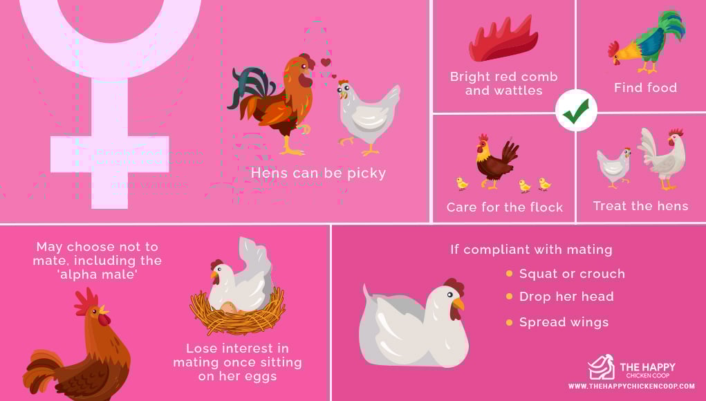 Chickens Mate 