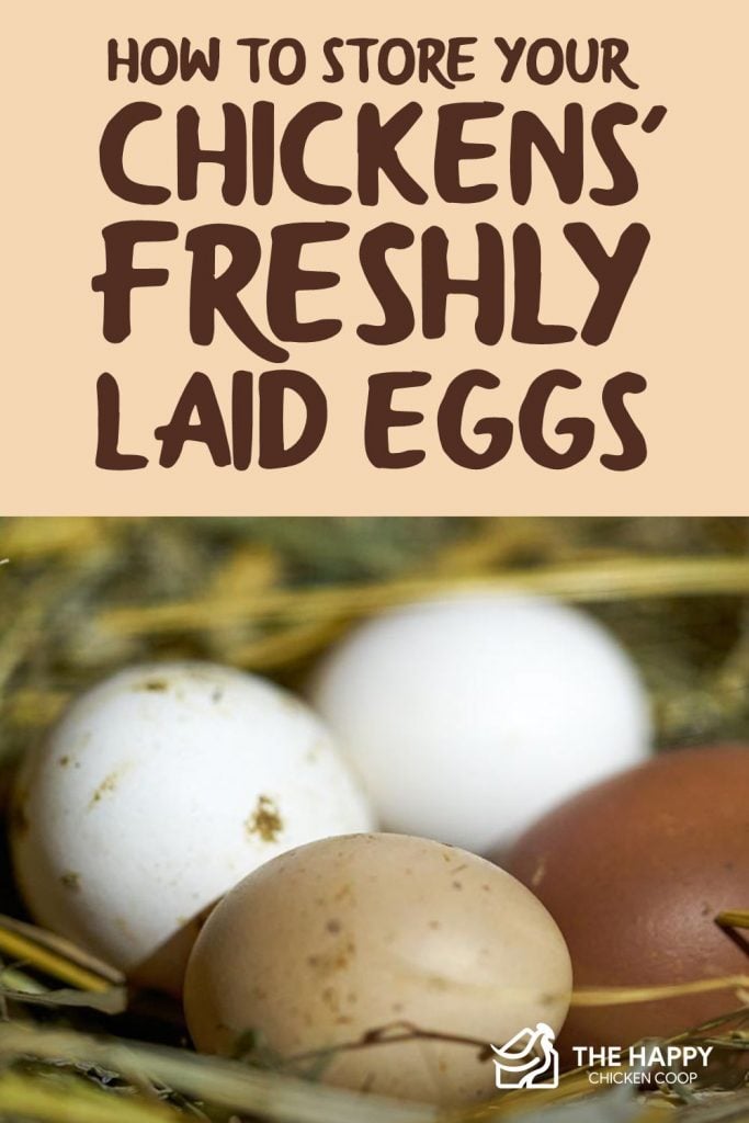 How to Tell If a Chicken Egg Is Rotten: A Simple Guide - My Favorite Chicken
