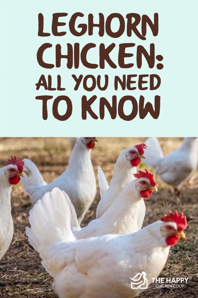 Leghorn Chicken- All You Need To Know