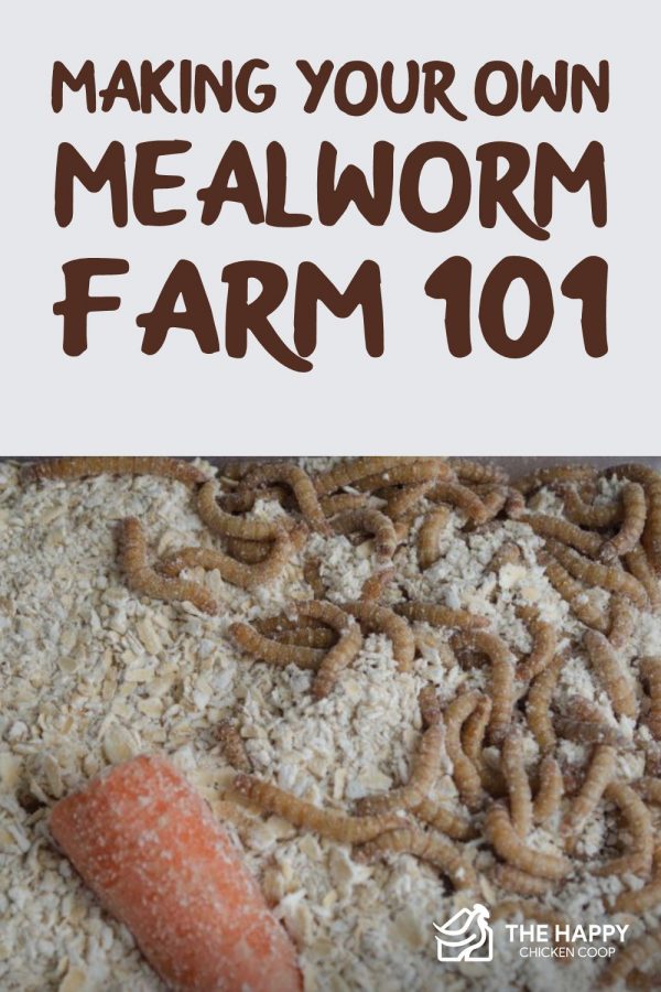 Making Your Own Mealworm Farm 101 The Happy Chicken Coop