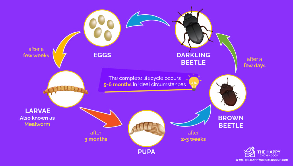 mealworm farm