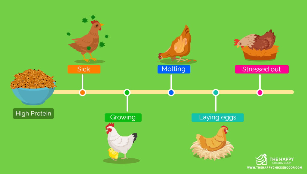  Mealworm Farm 