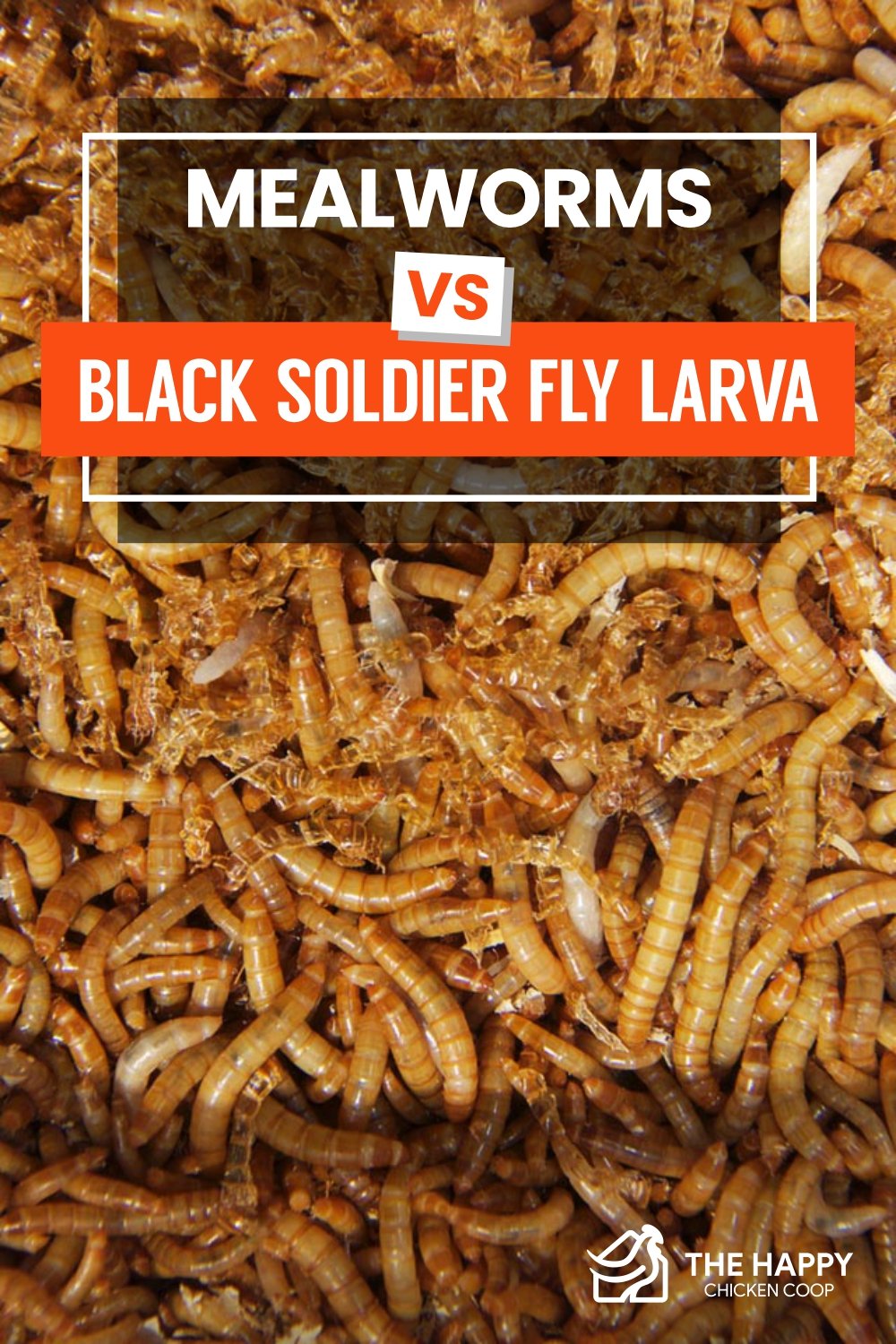 Mealworms vs Black Soldier Fly 