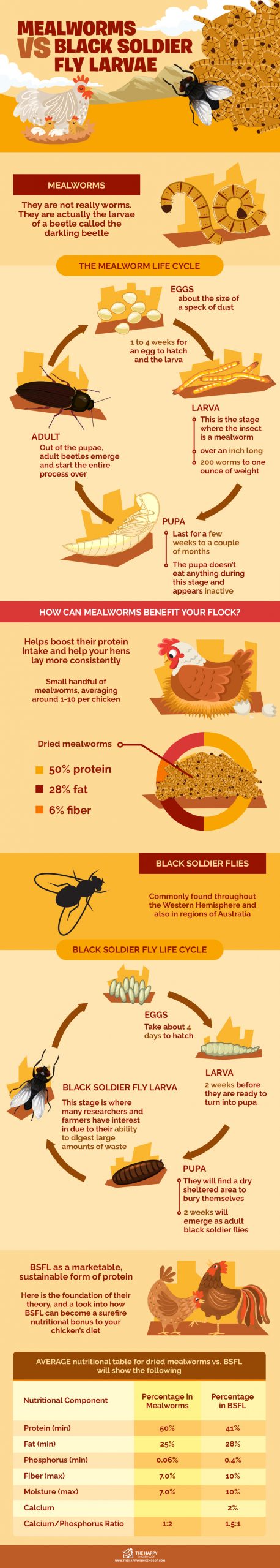 Mealworms vs Black Soldier Fly Larvae 