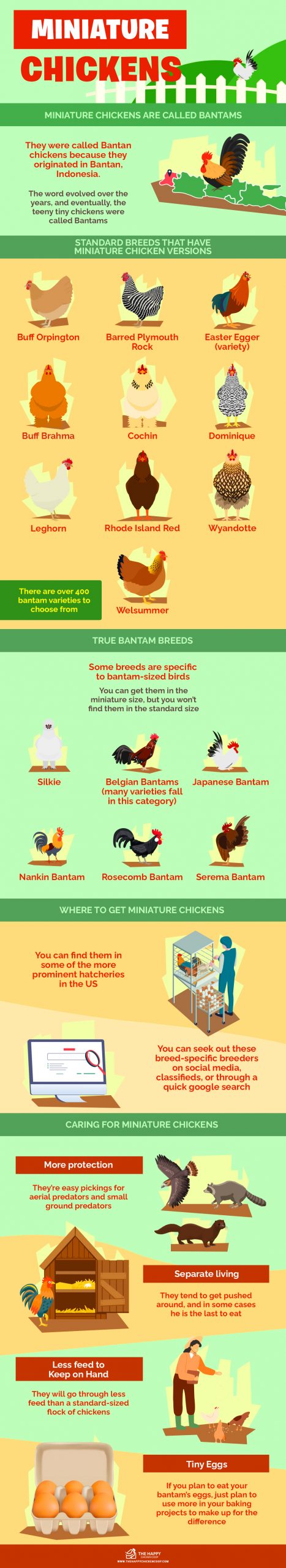 Miniature Chickens 