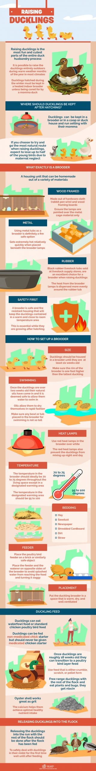 Raising Ducklings 