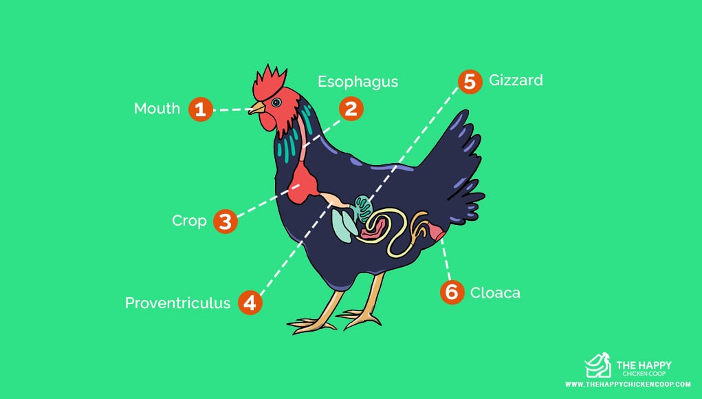 Sour Crop in Chickens 