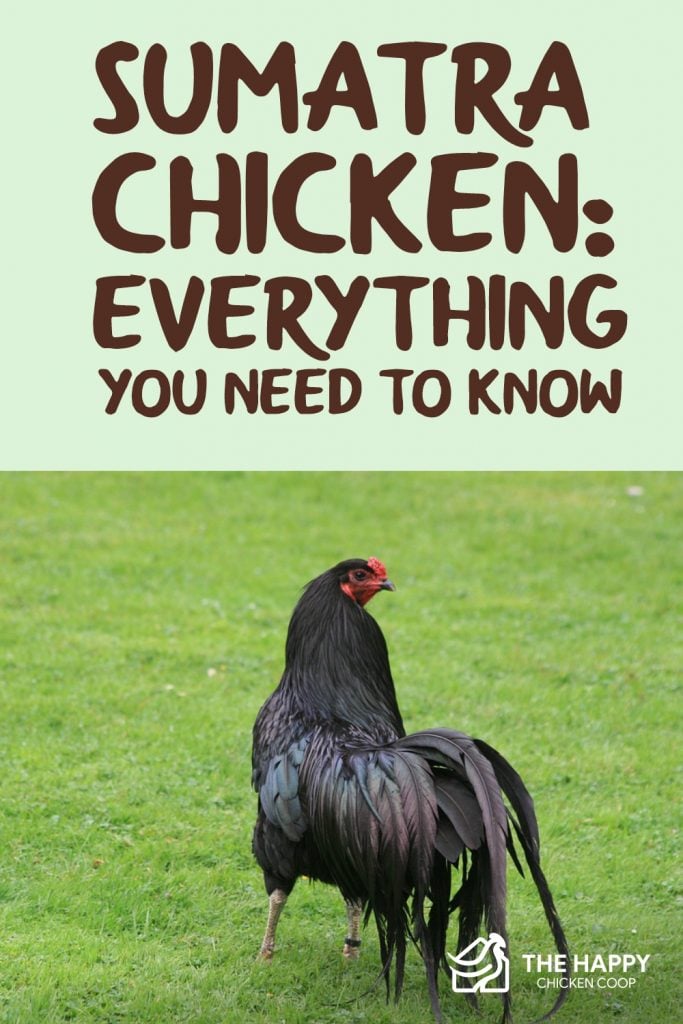 Sumatra Chicken- Everything You Need To Know