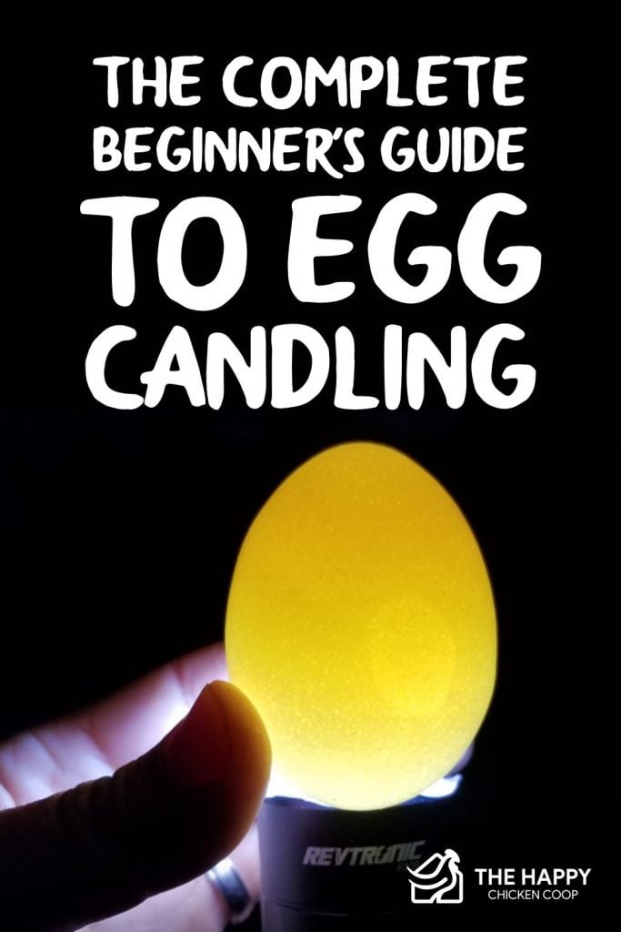 Why And How To Candle Your Eggs 