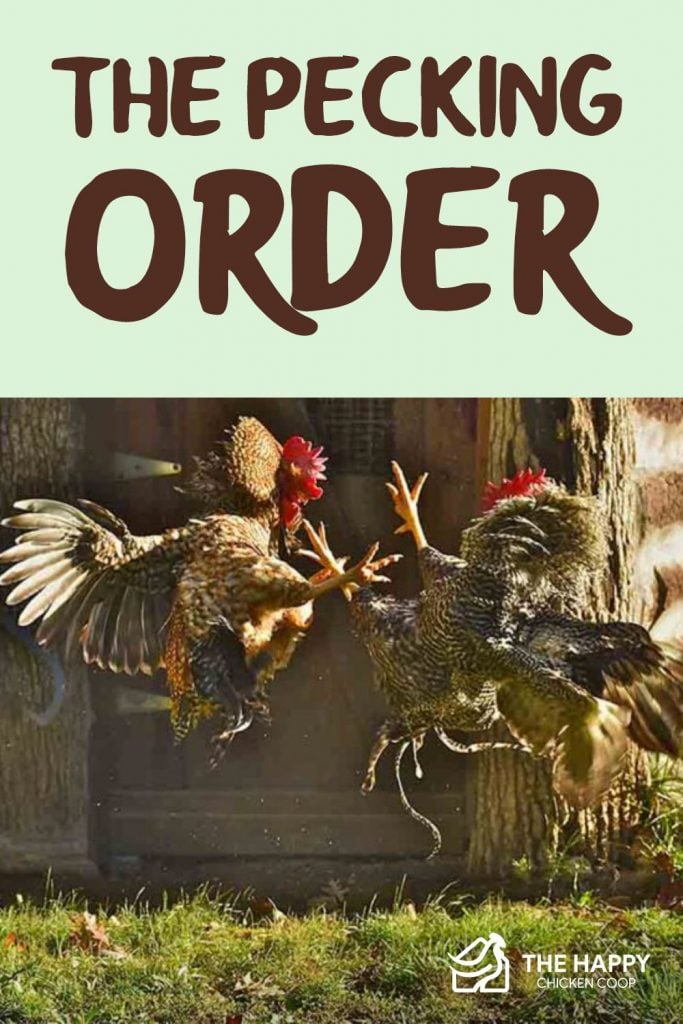 The Pecking Order