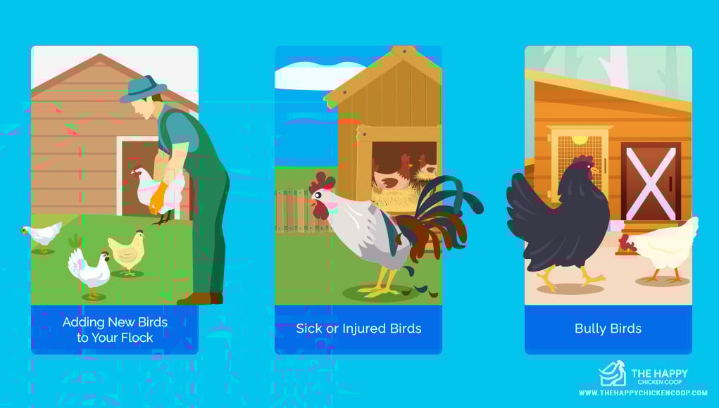 The Pecking Order