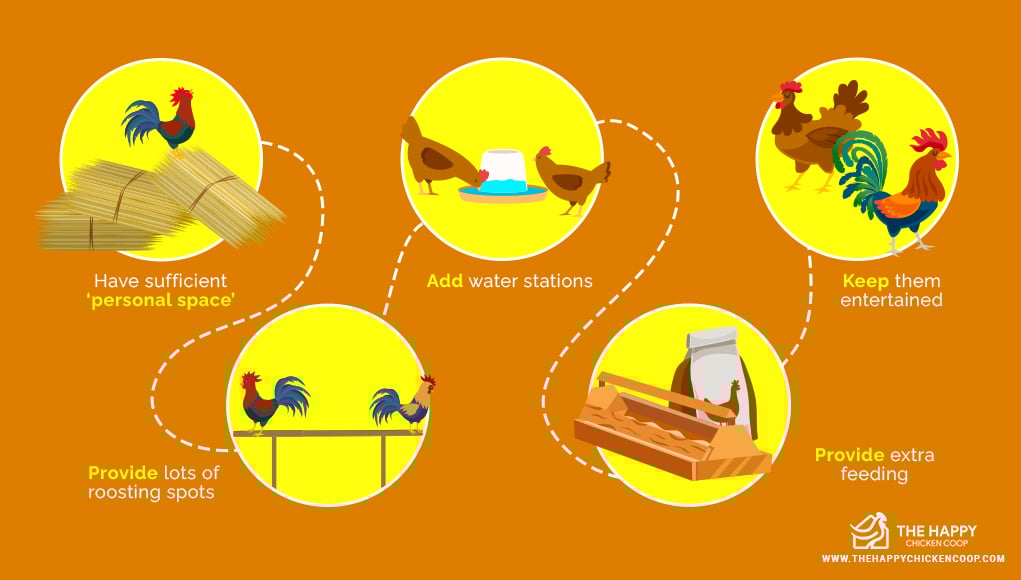 Pecking Order in Chickens