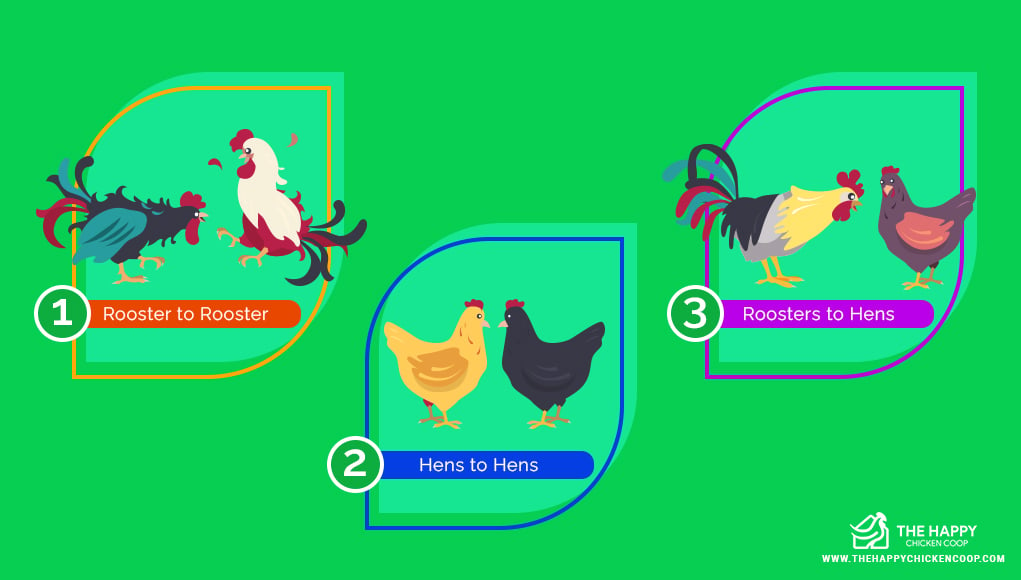 Pecking Order in Chickens