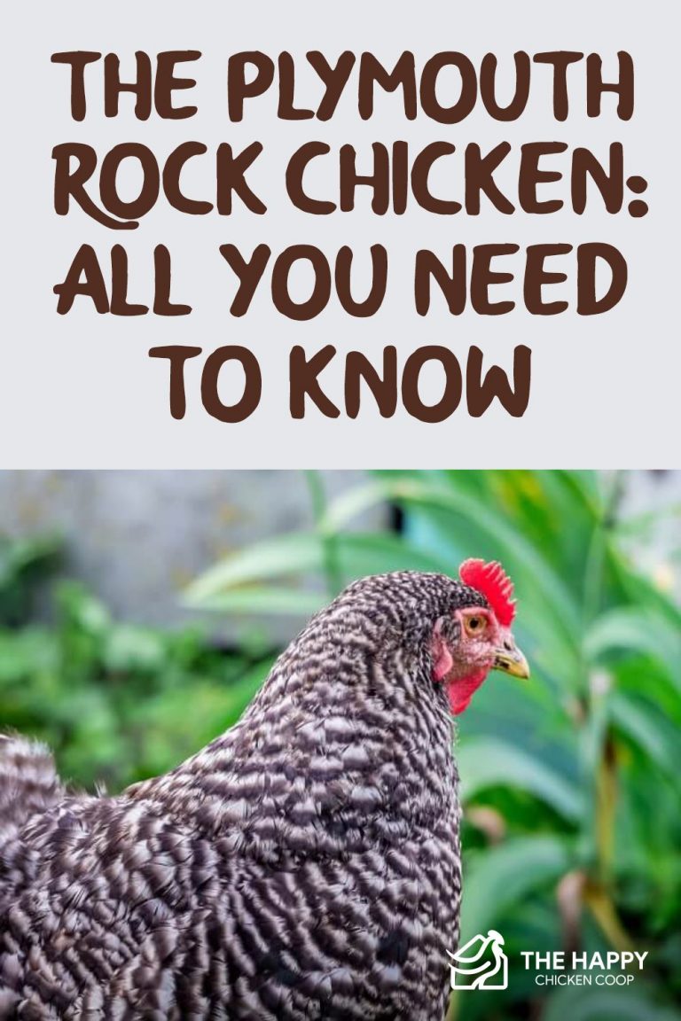 The Plymouth Rock Chicken All You Need To Know