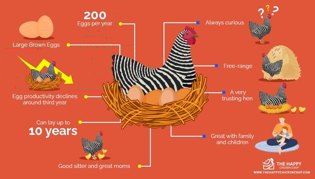 The Plymouth Rock Chicken 
