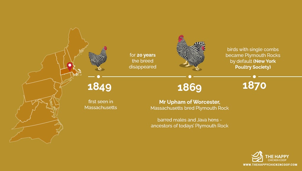 The Plymouth Rock Chicken 