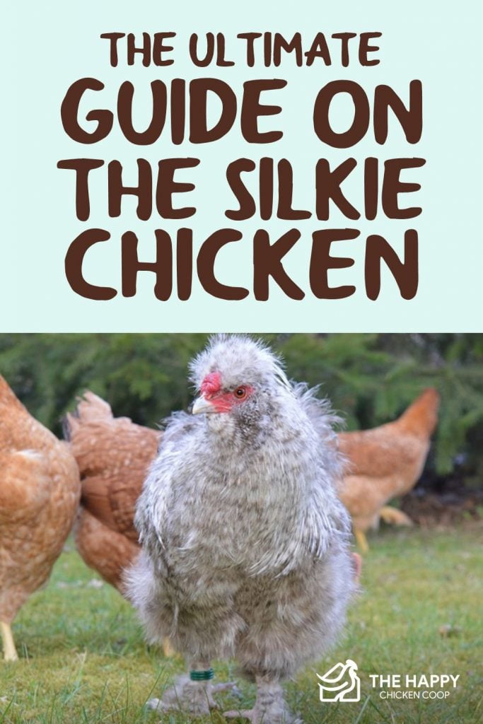 Silkie Chicken