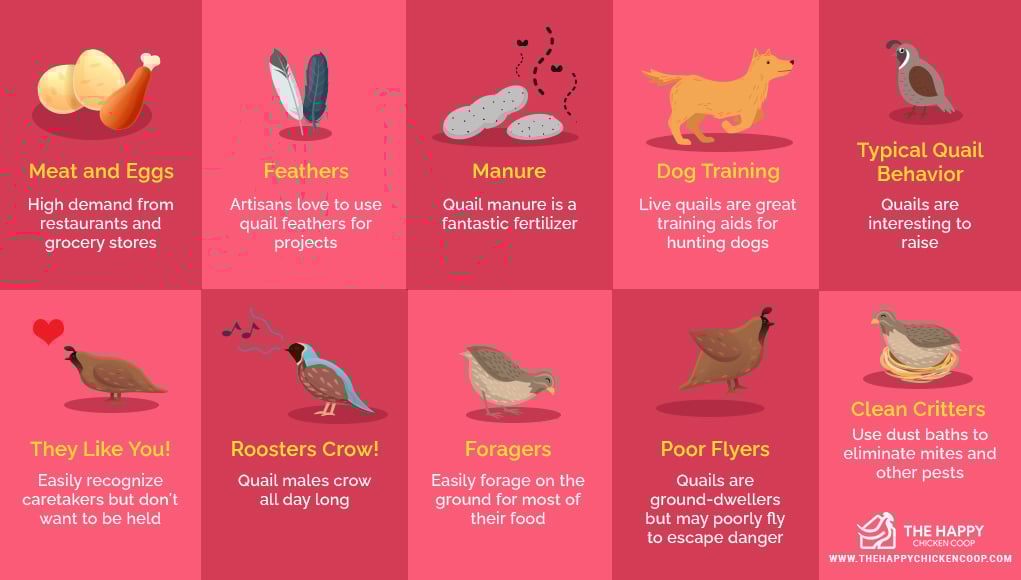  Raising Quail 