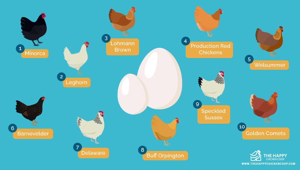 Chicken Breeds That Lay The Largest Eggs 