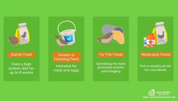 What Do Quails Eat? The Ultimate Quail Feed Guide