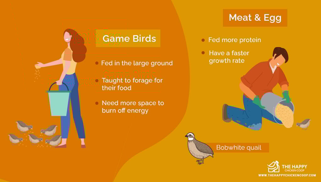  Quails Eat 