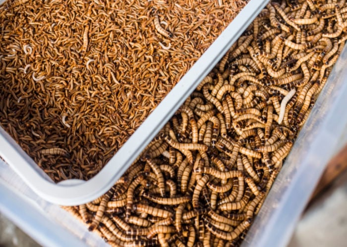 Making Your Own Mealworm Farm 101 - The Happy Chicken Coop