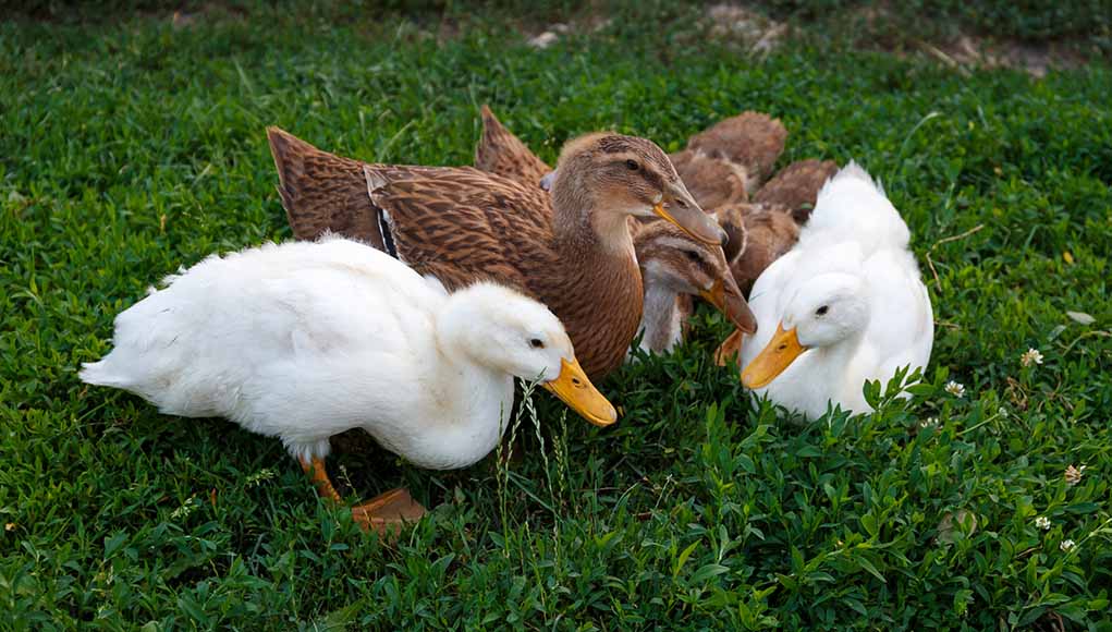 how to breed ducks - flock of ducks foraging