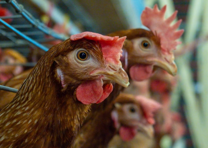where to buy chickens