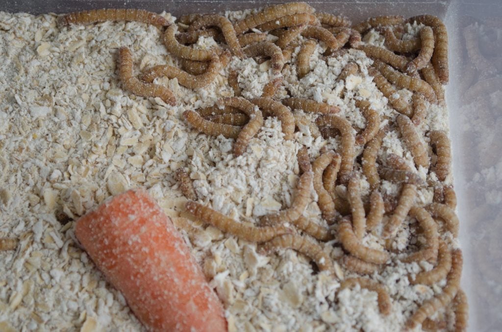 mealworm farm