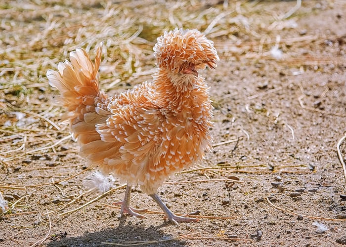 miniature chickens 