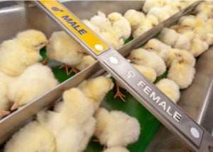 Where to buy chickens