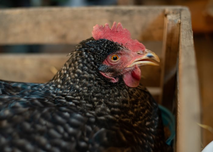 Apple Cider Vinegar and Chickens