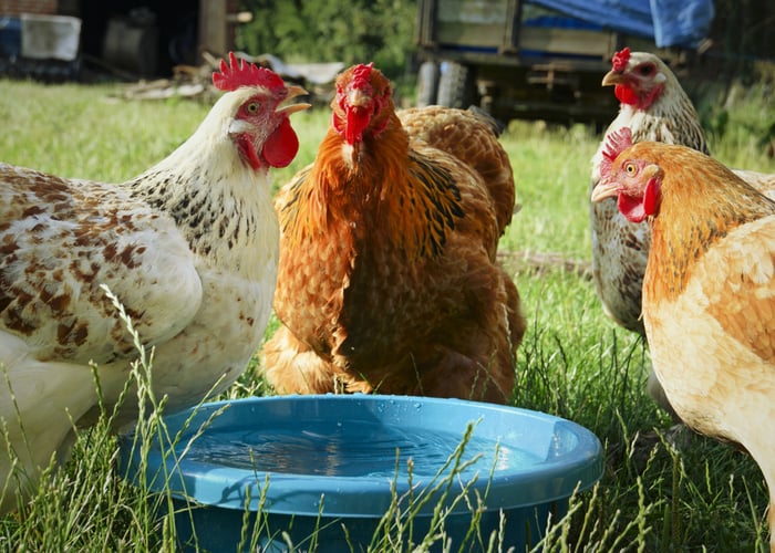 Apple Cider Vinegar and Chickens