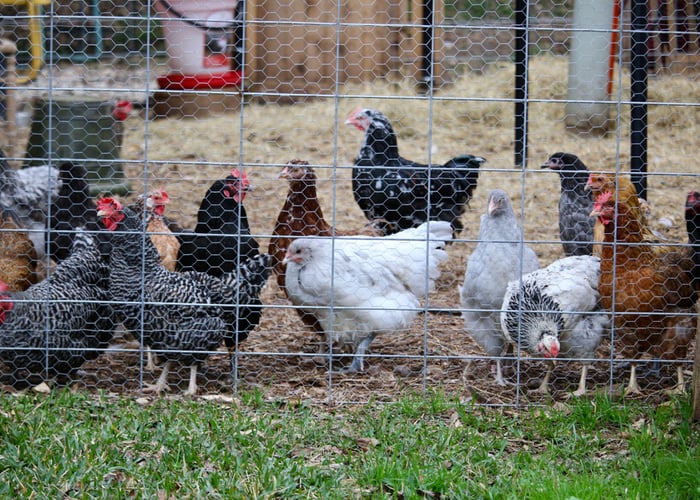 Apple Cider Vinegar and Chickens
