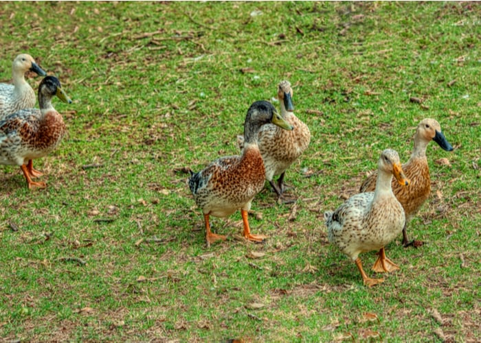 domesticated duck breeds Welsh Harlequin