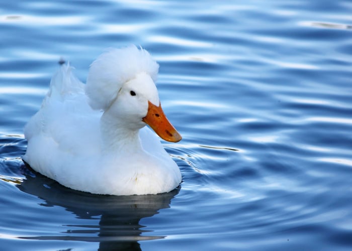 Crested Ducks