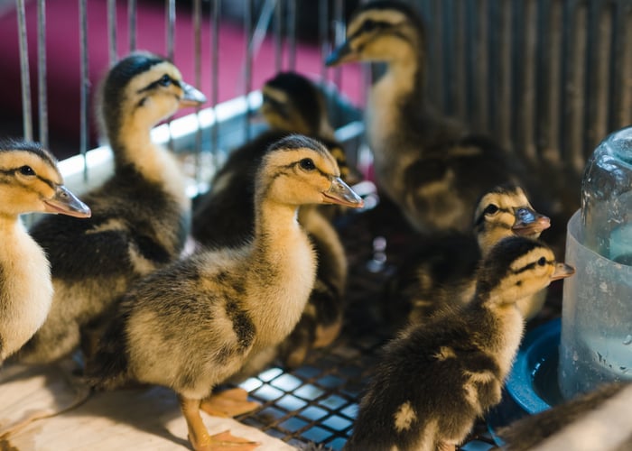 Raising Ducklings: A Complete Guide - The Happy Chicken Coop
