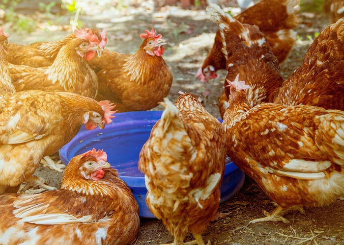 Apple Cider Vinegar and chickens