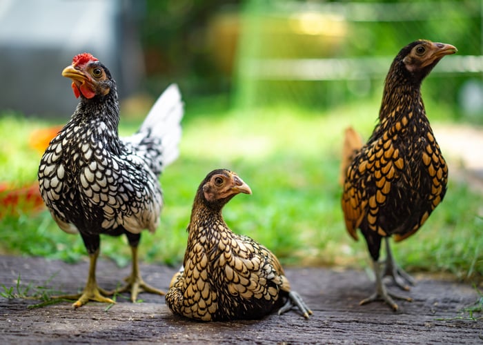 miniature chickens
