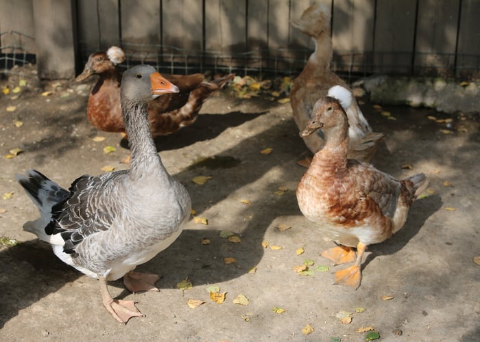 Crested Ducks