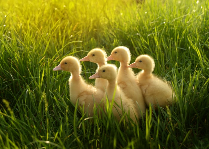 Raising Ducklings: A Complete Guide - The Happy Chicken Coop