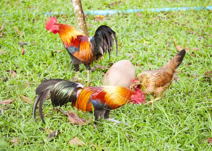 miniature chickens 