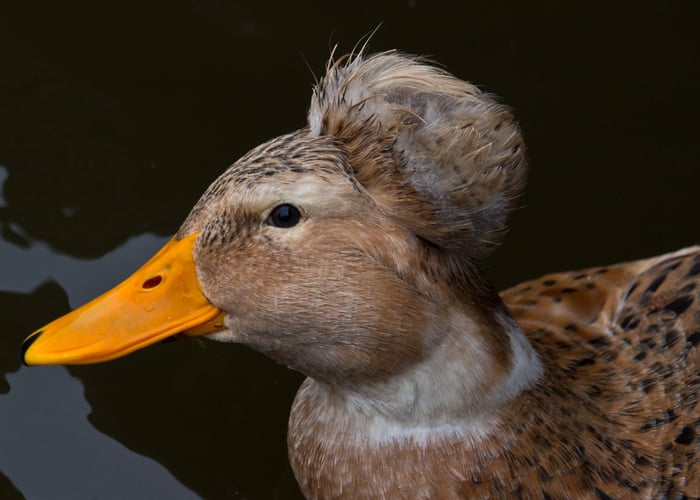 Crested Ducks