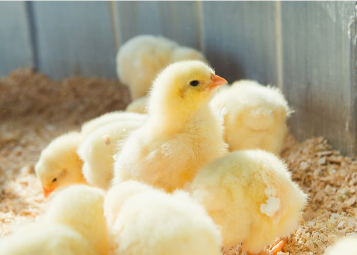 Where to buy chickens