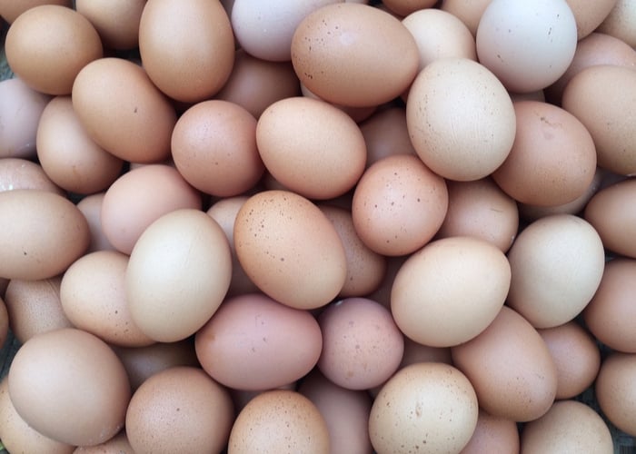 sumatra chicken eggs