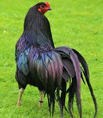 sumatra chicken breed - Florida reptiles home