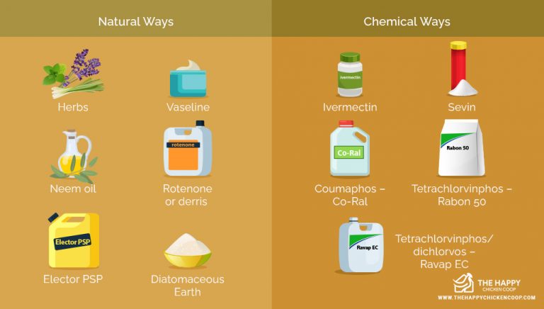 View of 7 Natural Ways to Treat Chicken Mites and Stop Them Returning
